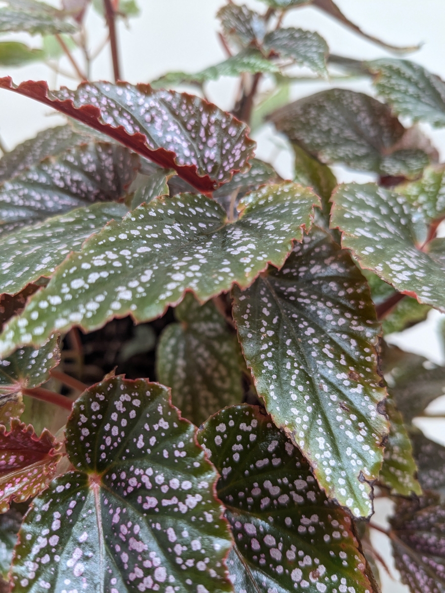 Picture of House Plant Dropship 6-BEGONIA-CORALLINA Begonia Corallina Plant