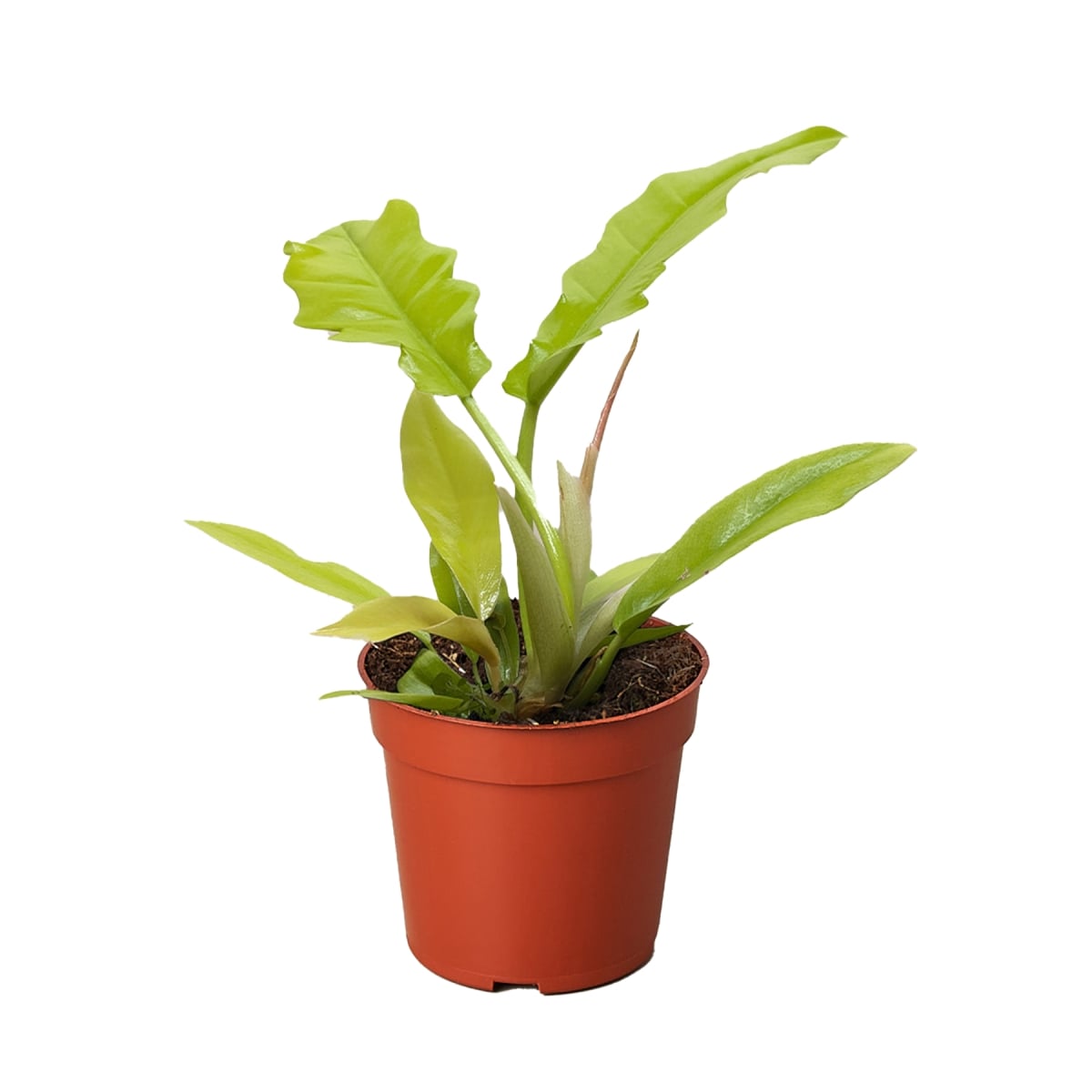 4-PHILODENDRON-GOLDEN.CROCODILE Philodendron Golden Crocodile