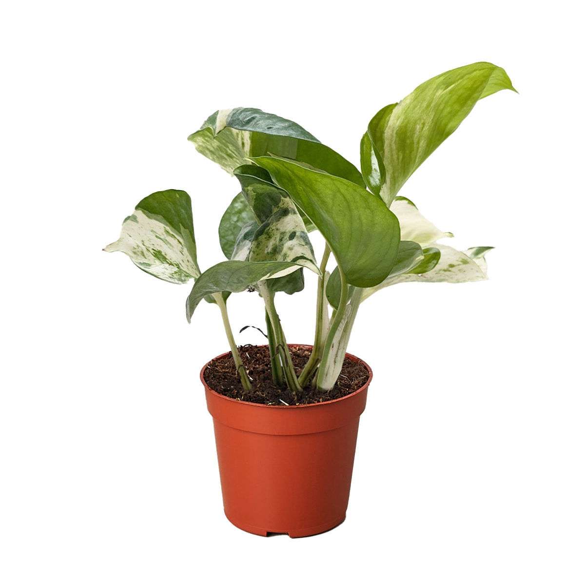 4-POTHOS-MANJULA Pothos Manjula Indoor Foliage Plant