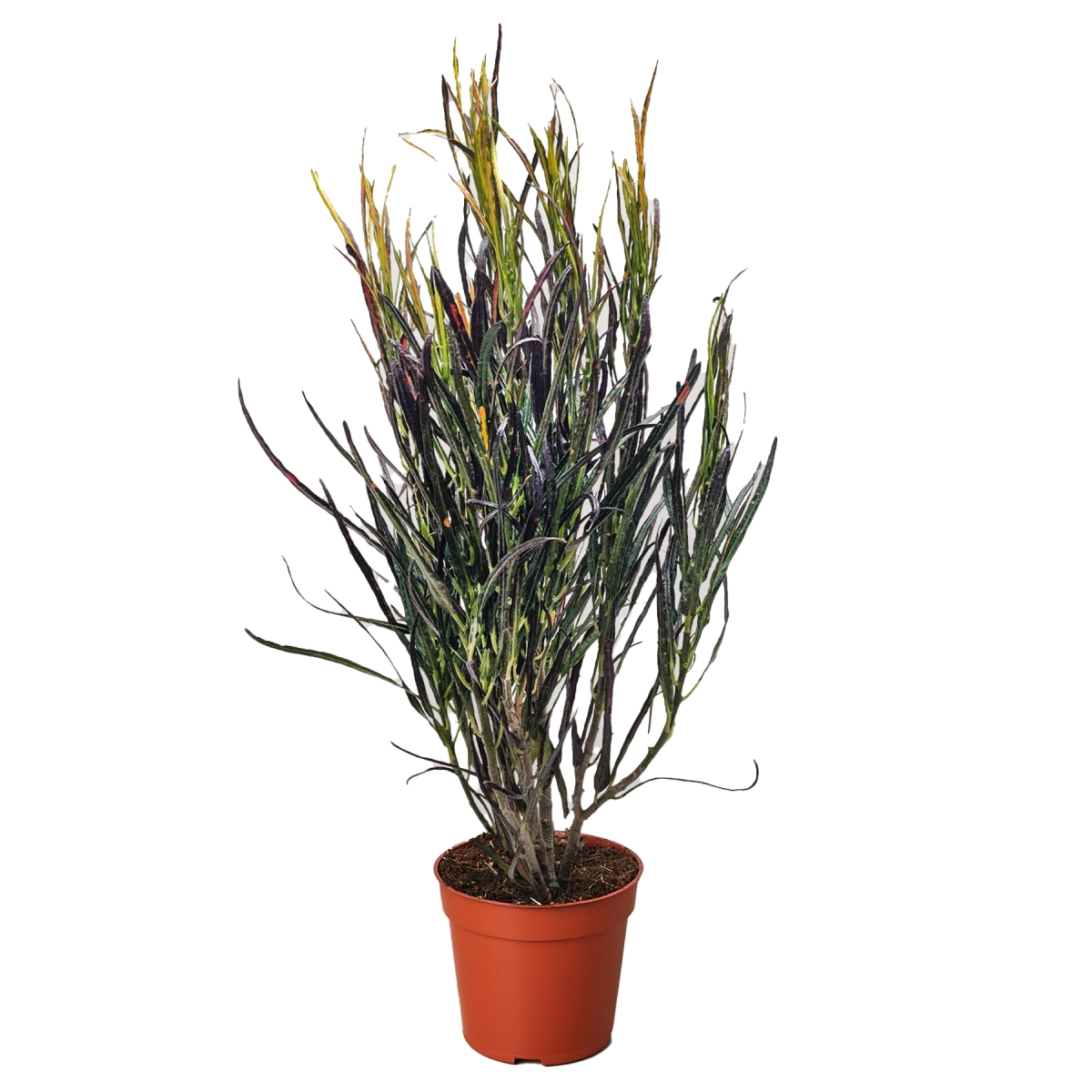 4CROTONPICASSO Croton Picasso Plant