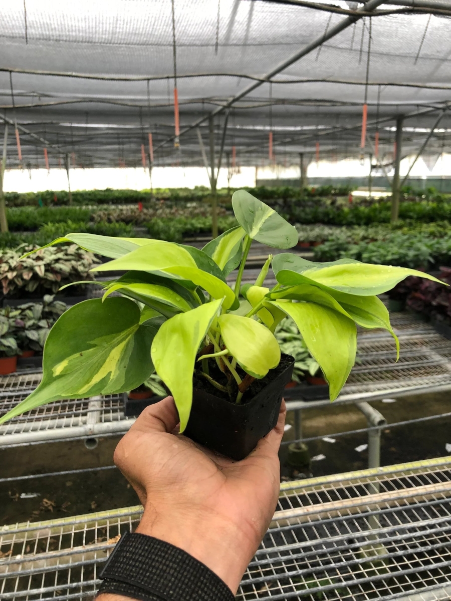 3-PHILODENDRON-BRASIL Philodendron Brasil Live Plant in Nursery Pot