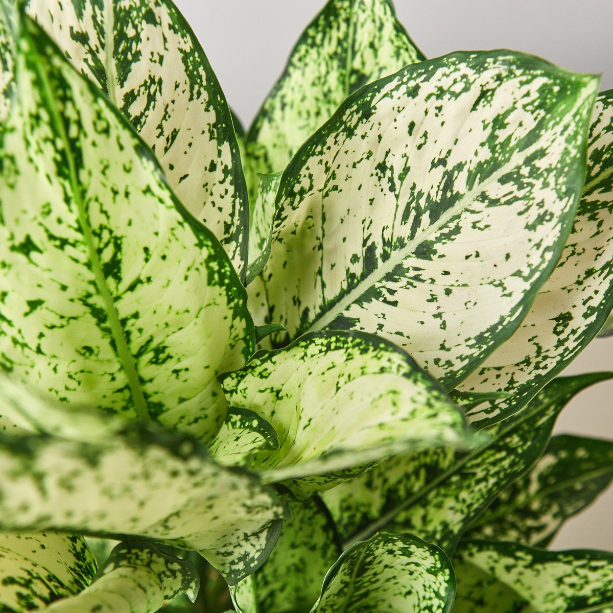 4-CH.EVERGREEN-FIRST.DIAMOND Chinese Evergreen First Diamond Live Plant in Nursery Pot