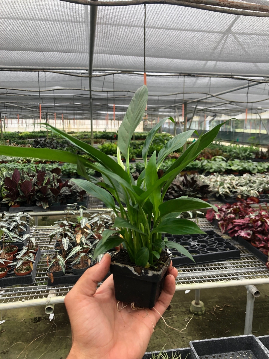 3-SPATHIPHYLLUM-GREEN Spathiphyllum Peace Lily Plant