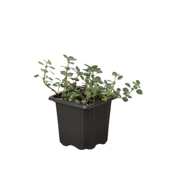 3-NETTLE-SILVER.SPARKLE Nettle Silver Sparkle Live Plant in Nursery Pot
