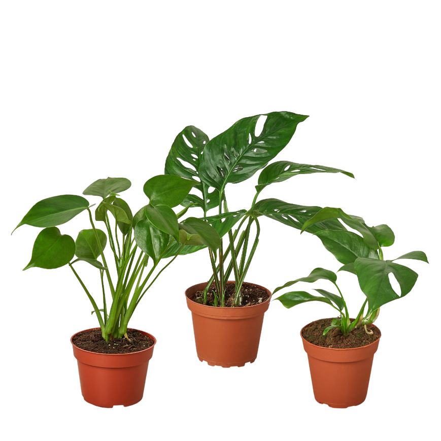 BUNDLE-MONSTERAS-4IN Monstera Bundle Live Plants in Nursery Pots