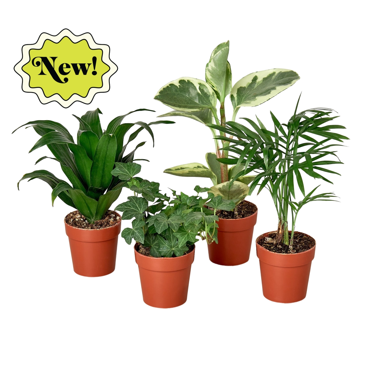 BUNDLE-TROPICAL-3IN 3 in. Tropical Plant Variety Bundle