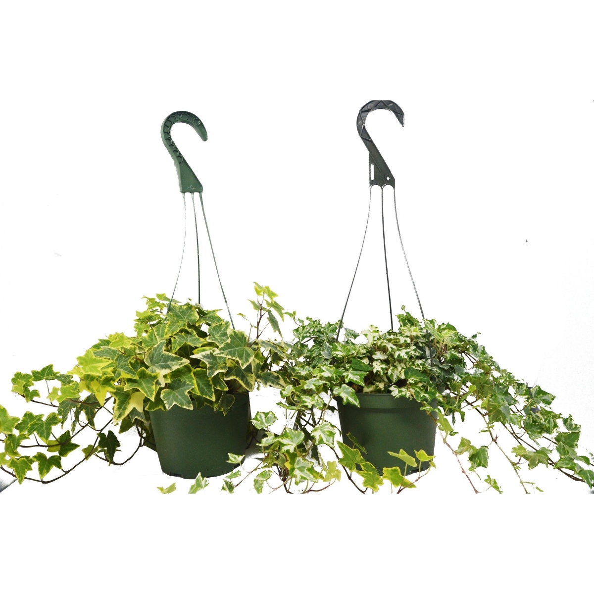 6-IVY-VARIETY-2PK English Ivy Plant Variety Pack in 6 in. Hanging Pot - Pack of 2