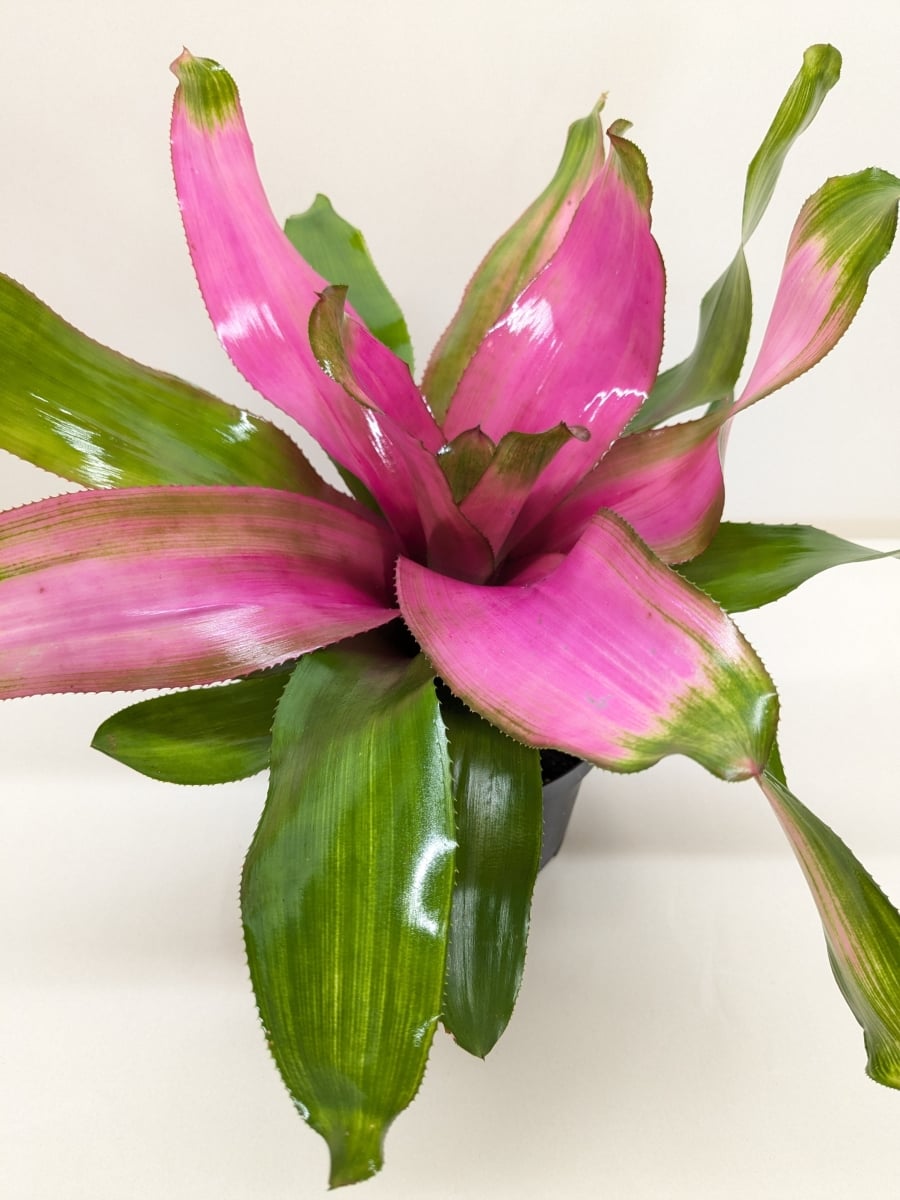 6-BROMELIAD-DONNA Bromeliad Donna Live Plant in Nursery Pot
