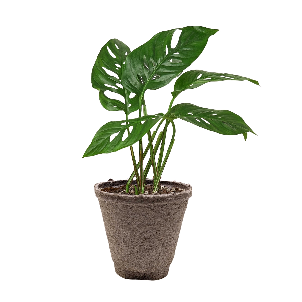 4-MONSTERA-ADANSONII-SWISS-CHEESE-POT-ECO.BLACK Philodendron Monstera Adansonii Swiss Cheese Plant in 4 in. Black Eco Pot