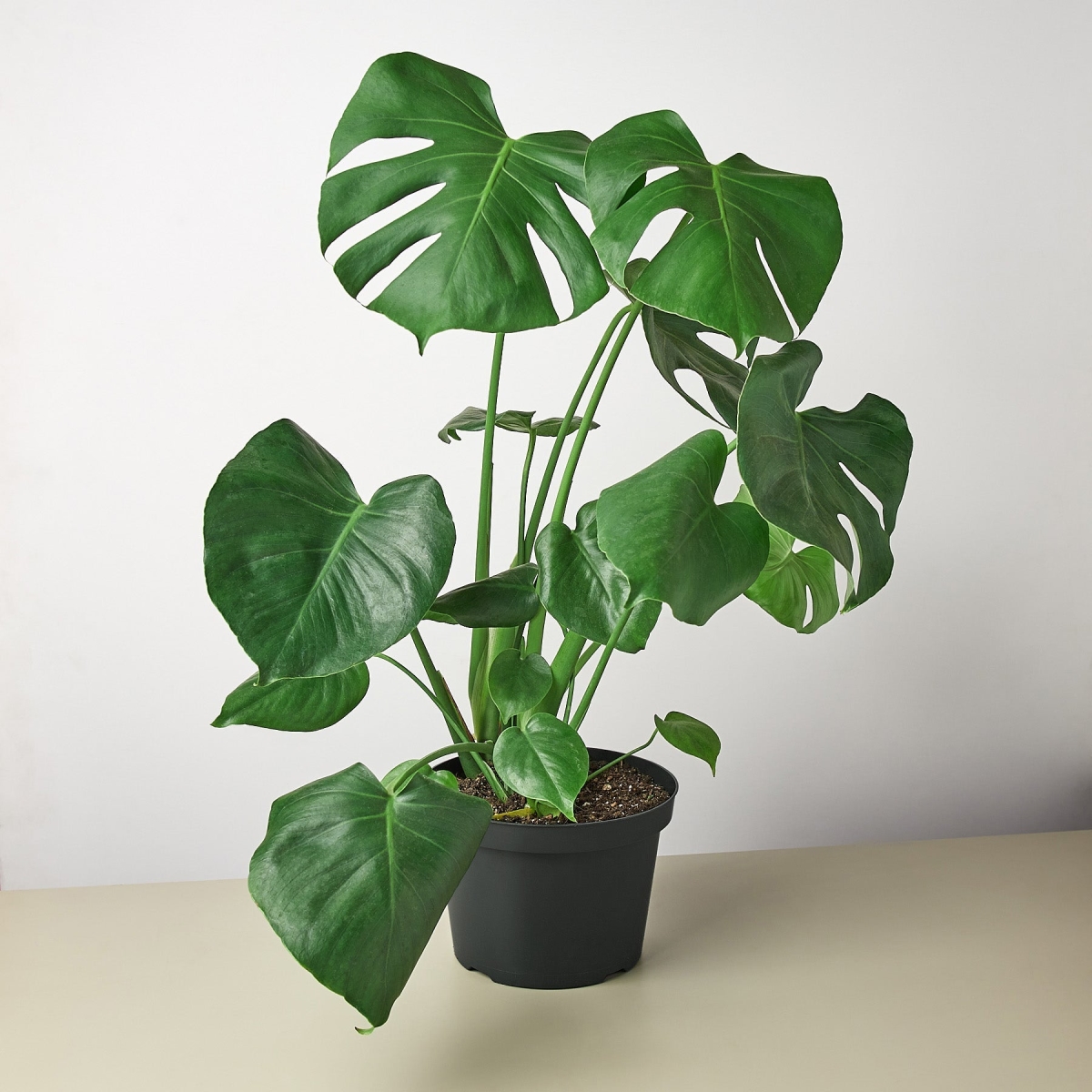 4-MONSTERA-DELICIOSA-POT-COW Philodendron Monstera Split-Leaf Deliciosa Plant in 4 in. Cow Pot