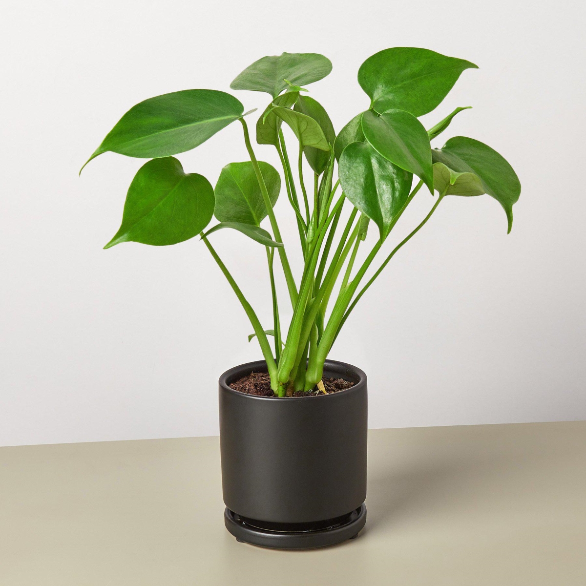 4-MONSTERA-DELICIOSA-POT-ECO.BLACK Philodendron Monstera Split-Leaf Deliciosa Plant in 4 in. Black Eco Pot