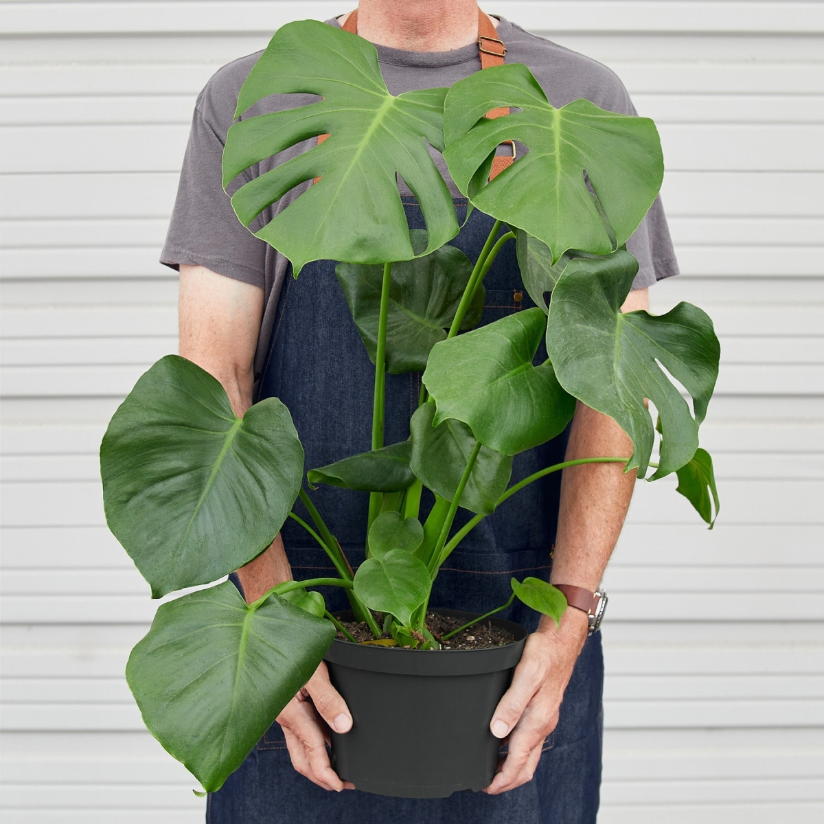 4-MONSTERA-DELICIOSA-POT-ECO.TERRACOTTA Philodendron Monstera Split-Leaf Deliciosa Plant in 4 in. Terra Cotta Eco Pot