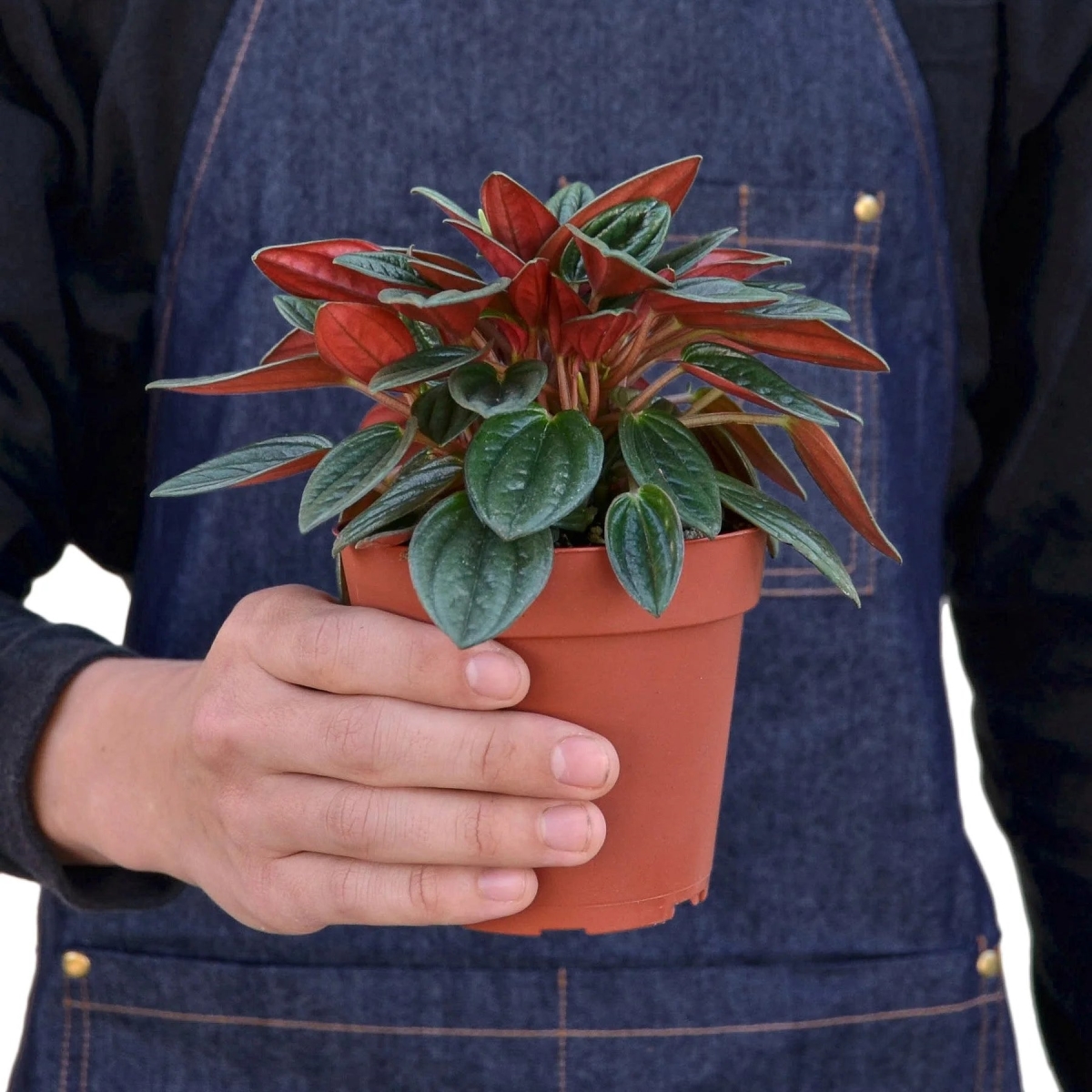 4-PEPEROMIA-ROSSO-POT-ECO.TERRACOTTA Peperomia Rosso Plant in 4 in. Terra Cotta Eco Pot