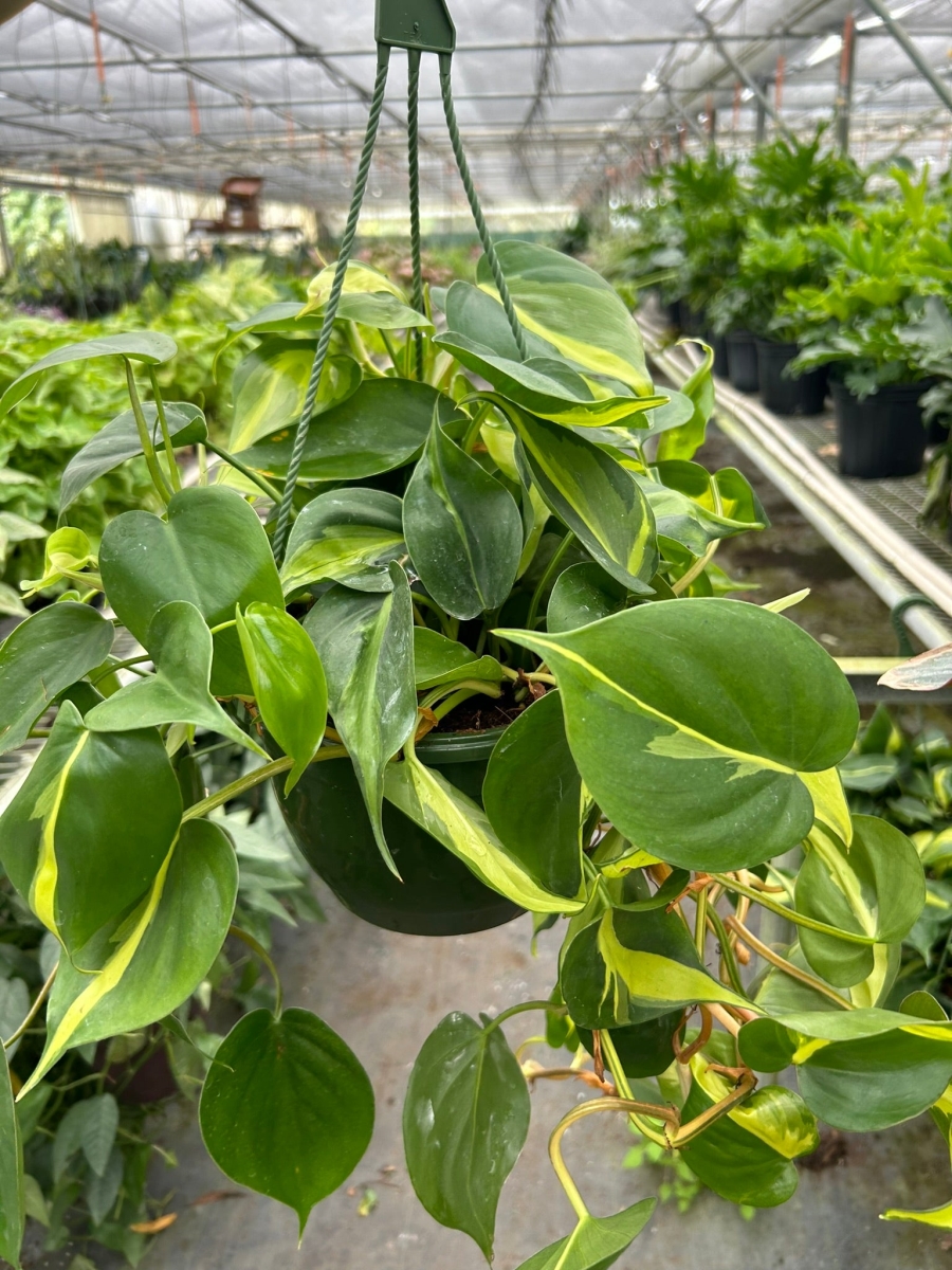 4-PHILODENDRON-BRASIL-POT-ECO.TERRACOTTA Philodendron Hederaceum Brasil Live Plant in 4 in. Terra Cotta Eco Pot