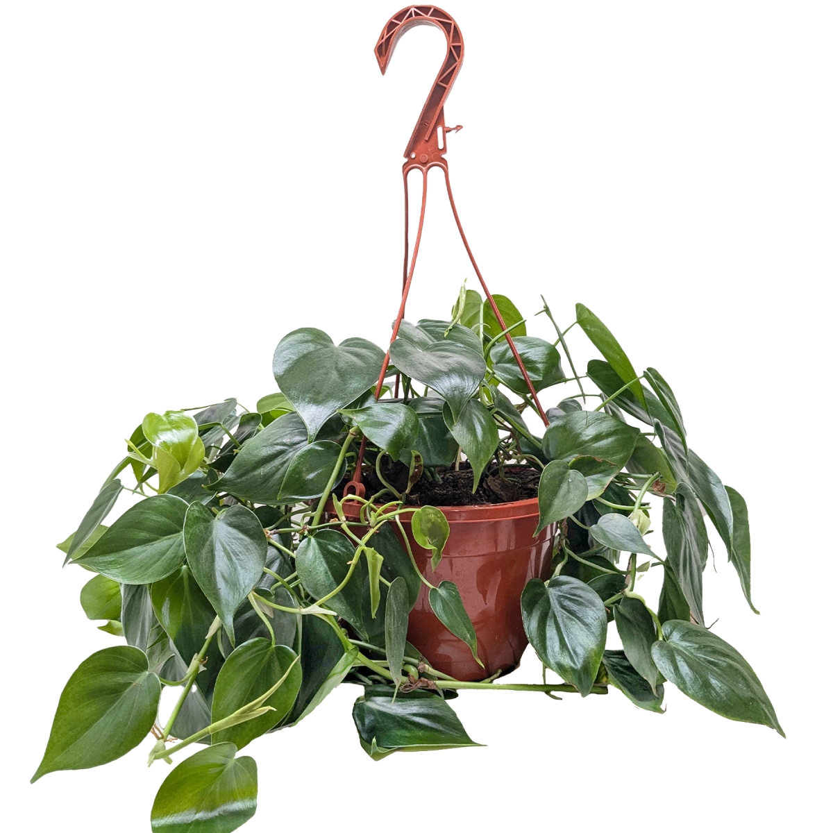 4-PHILODENDRON-CORDATUM-HEARTLEAF-POT-COW Philodendron Cordatum Heartleaf Live Plant in 4 in. Cow Pot