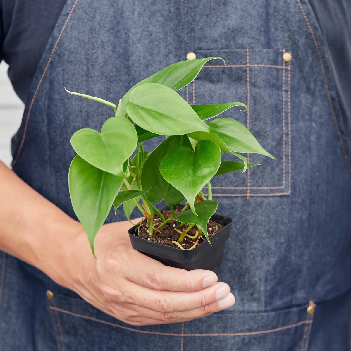 4-PHILODENDRON-CORDATUM-HEARTLEAF-POT-ECO.BLACK Philodendron Cordatum Heartleaf Live Plant in 4 in. Black Eco Pot