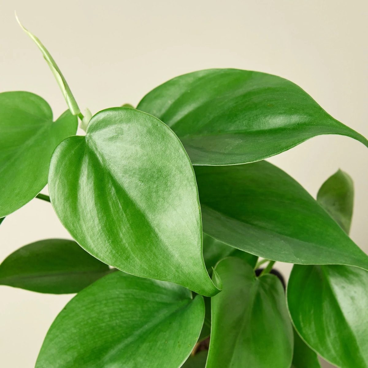 4-PHILODENDRON-CORDATUM-HEARTLEAF-POT-ECO.TERRACOTTA Philodendron Cordatum Heartleaf Live Plant in 4 in. Terra Cotta Eco Pot