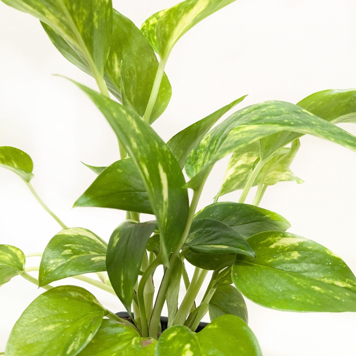 4-POTHOS-GOLDEN-POT-ECO.BLACK Pothos Golden Live Plant in 4 in. Black Eco Pot