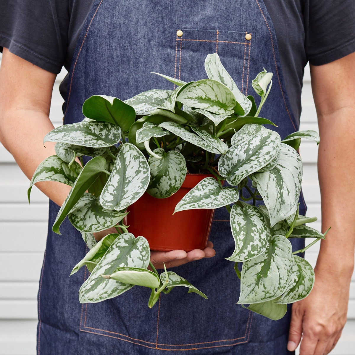 4-POTHOS-SILVER.SPLASH-POT-ECO.TERRACOTTA Pothos Silver Splash Live Plant in 4 in. Terra Cotta Eco Pot