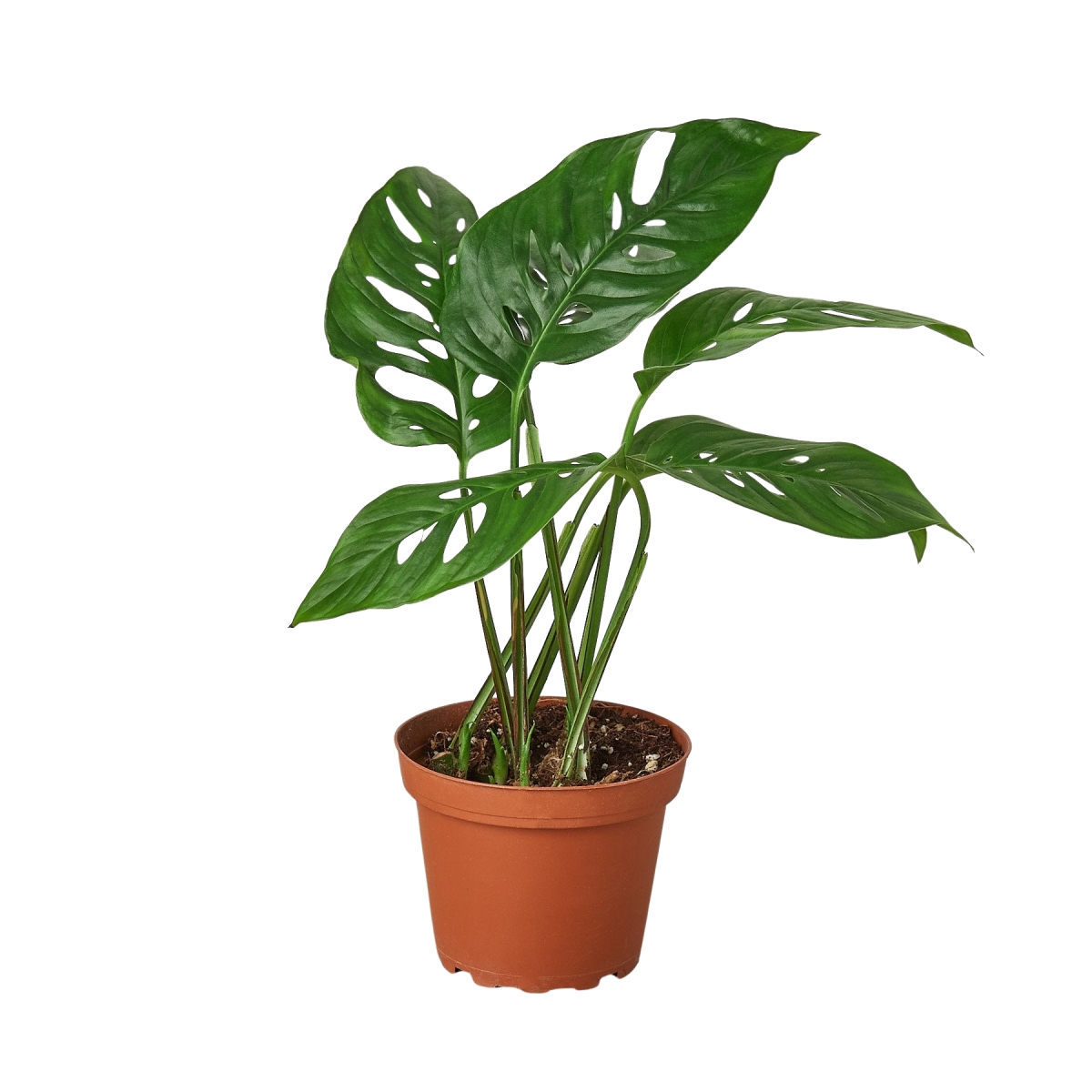 6-MONSTERA-ADANSONII-SWISS-CHEESE-POT-ECO.BLACK Philodendron Monstera Adansonii Swiss Cheese Plant in 6 in. Black Eco Pot