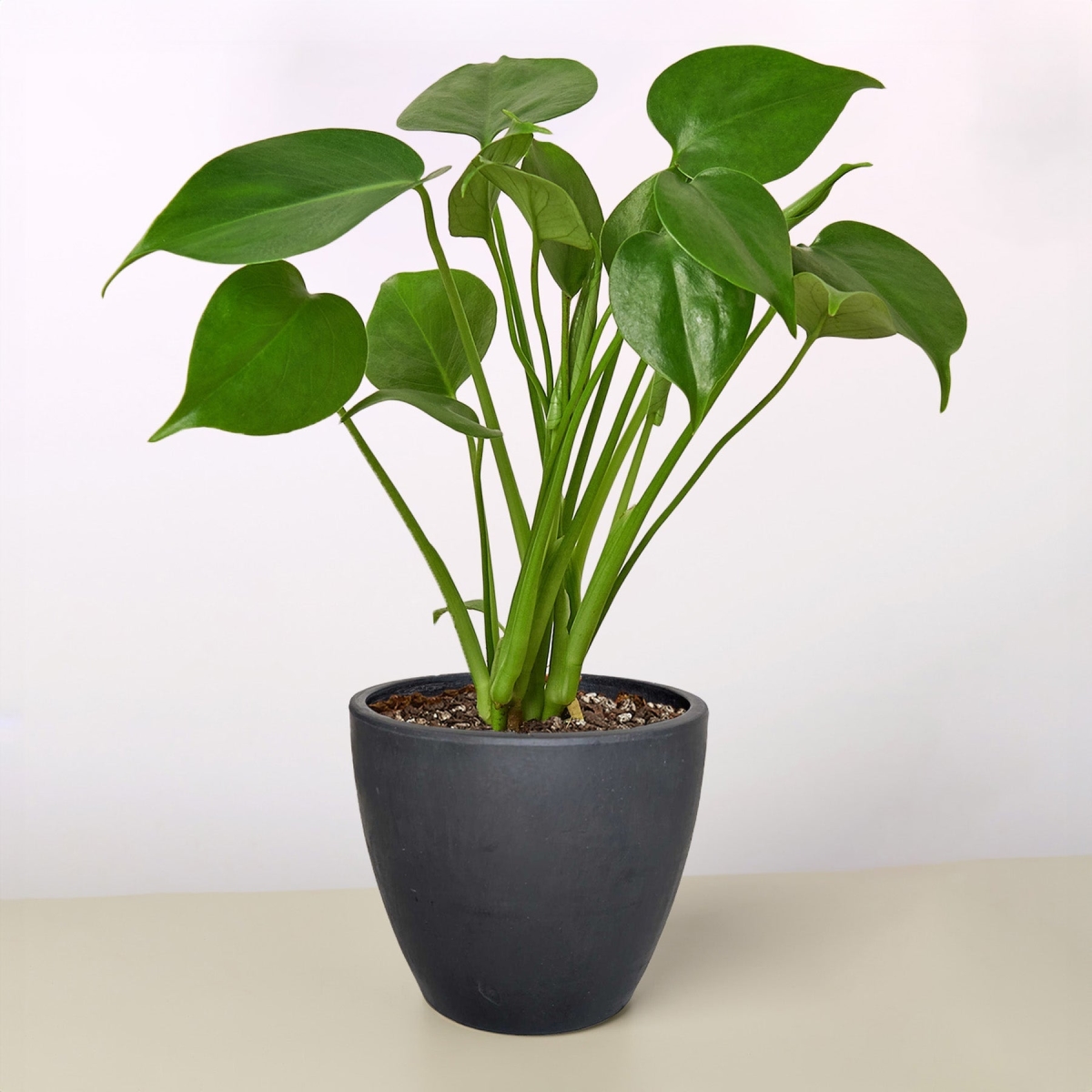 6-MONSTERA-DELICIOSA-POT-COW Philodendron Monstera Split-Leaf Deliciosa Plant in 6 in. Cow Pot