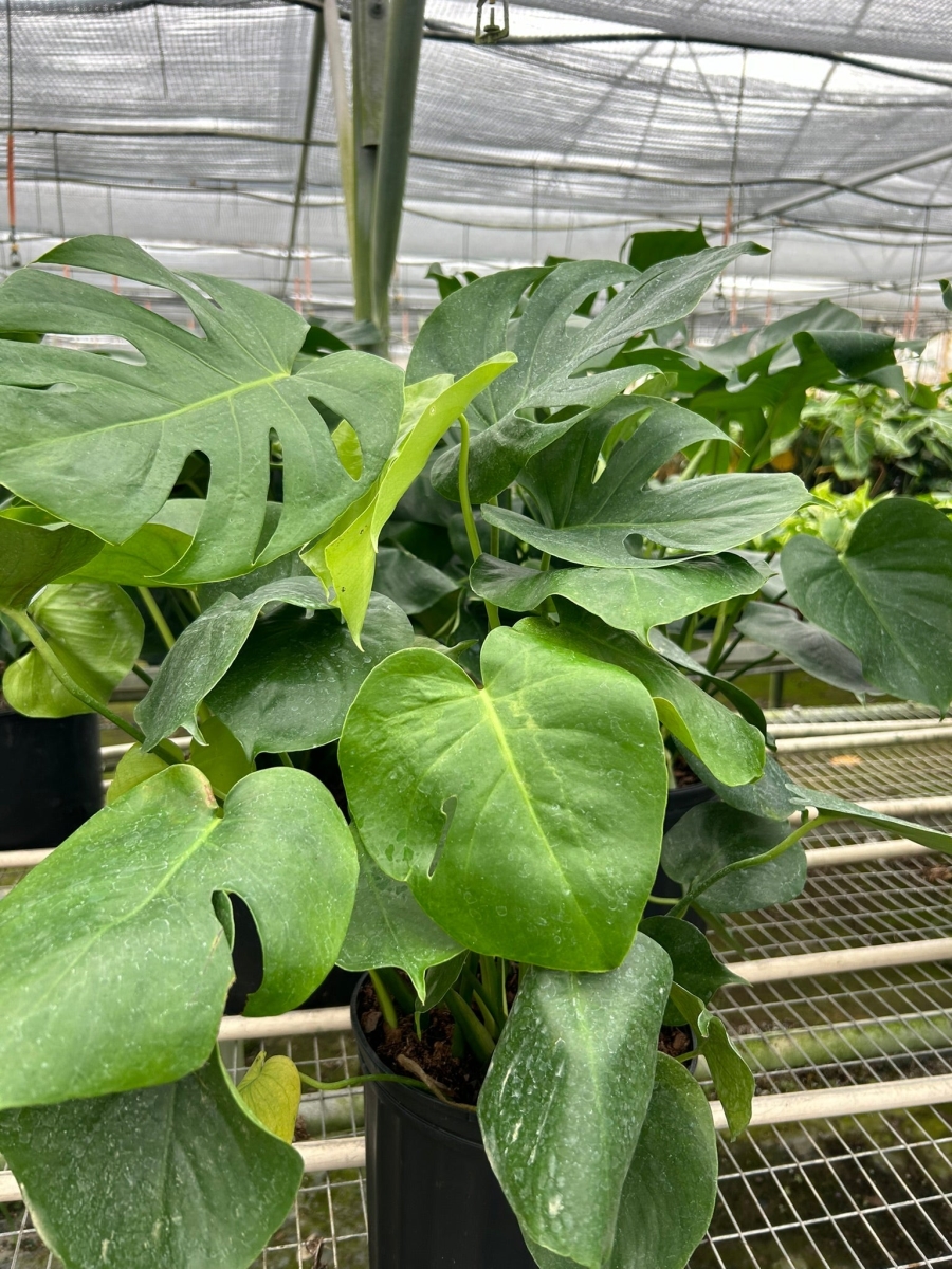 6-MONSTERA-DELICIOSA-POT-ECO.BLACK Philodendron Monstera Split-Leaf Deliciosa Plant in 6 in. Black Eco Pot