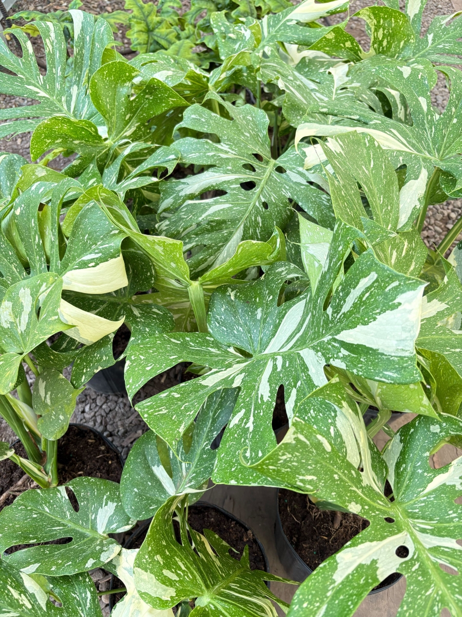 6-MONSTERA-THAI.CONSTELLATION-POT-ECO.TERRACOTTA Monstera Thai Constellation Plant in 6 in. Terra Cotta Eco Pot