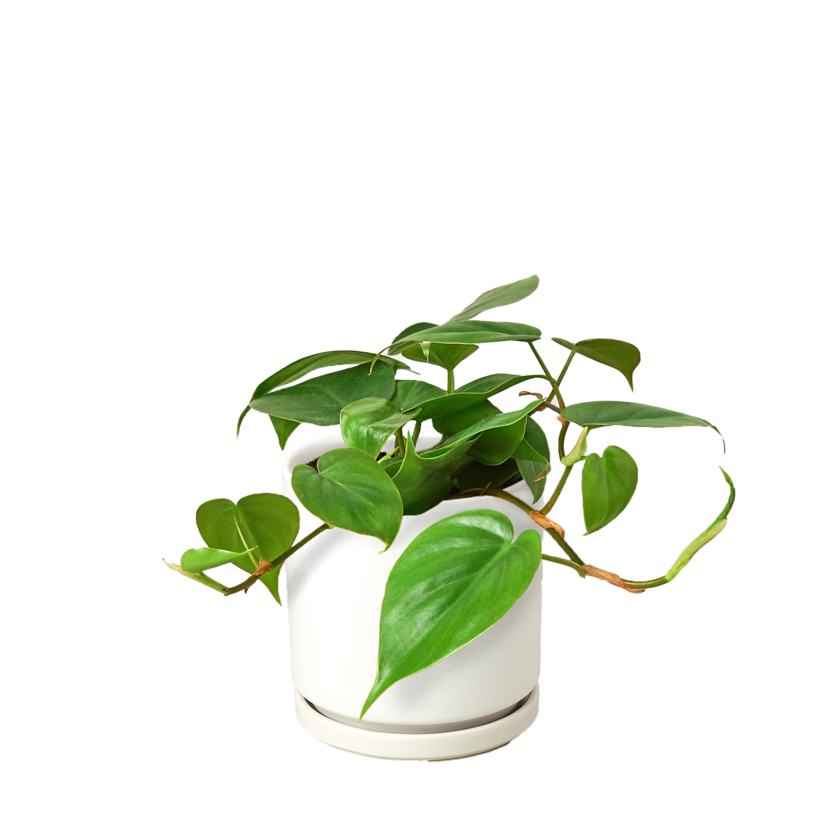 6-PHILODENDRON-CORDATUM-HEARTLEAF-POT-COW Philodendron Cordatum Heartleaf Live Plant in 6 in. Cow Pot
