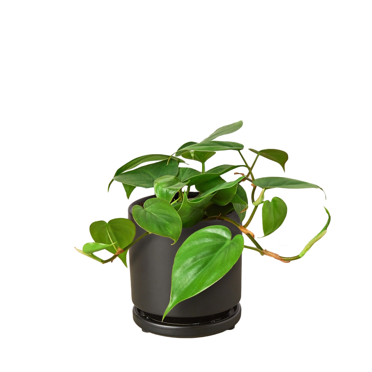 6-PHILODENDRON-CORDATUM-HEARTLEAF-POT-ECO.BLACK Philodendron Cordatum Heartleaf Live Plant in 6 in. Black Eco Pot