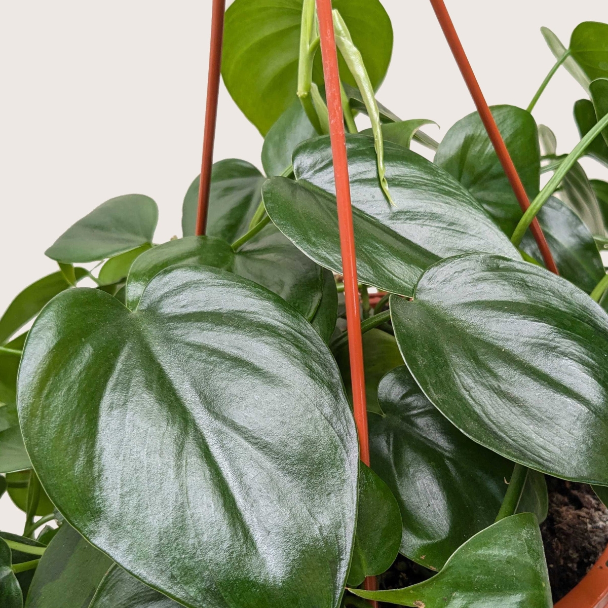 6-PHILODENDRON-CORDATUM-HEARTLEAF-POT-ECO.TERRACOTTA Philodendron Cordatum Heartleaf Live Plant in 6 in. Terra Cotta Eco Pot