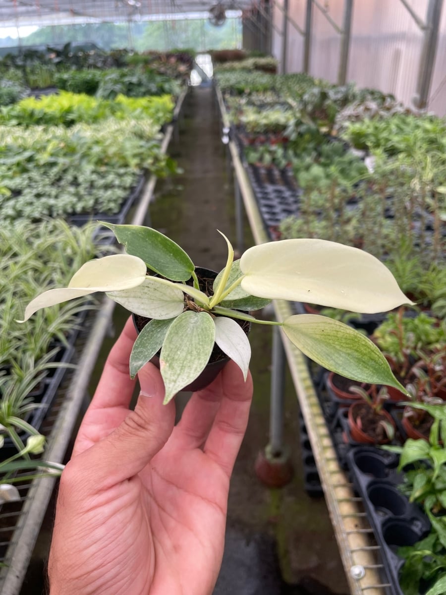 6-PHILODENDRON-FLORIDA.GHOST Philodendron Florida Ghost Plant in 6 in. Nursery Pot