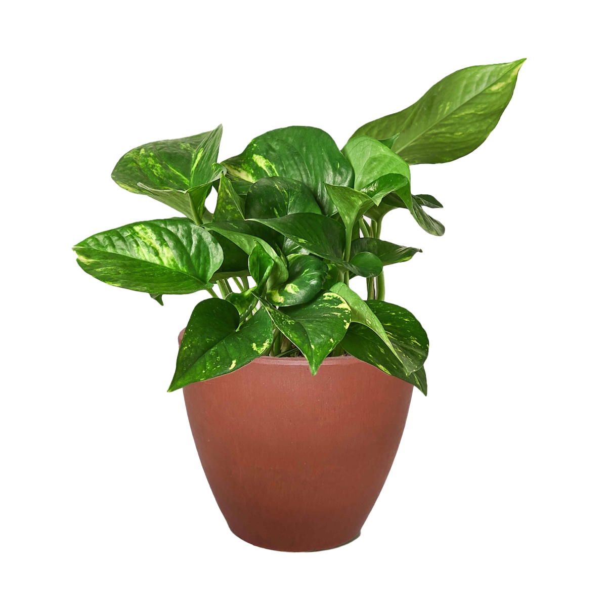 6-POTHOS-GOLDEN-POT-ECO.BLACK Pothos Golden Live Plant in 6 in. Black Eco Pot