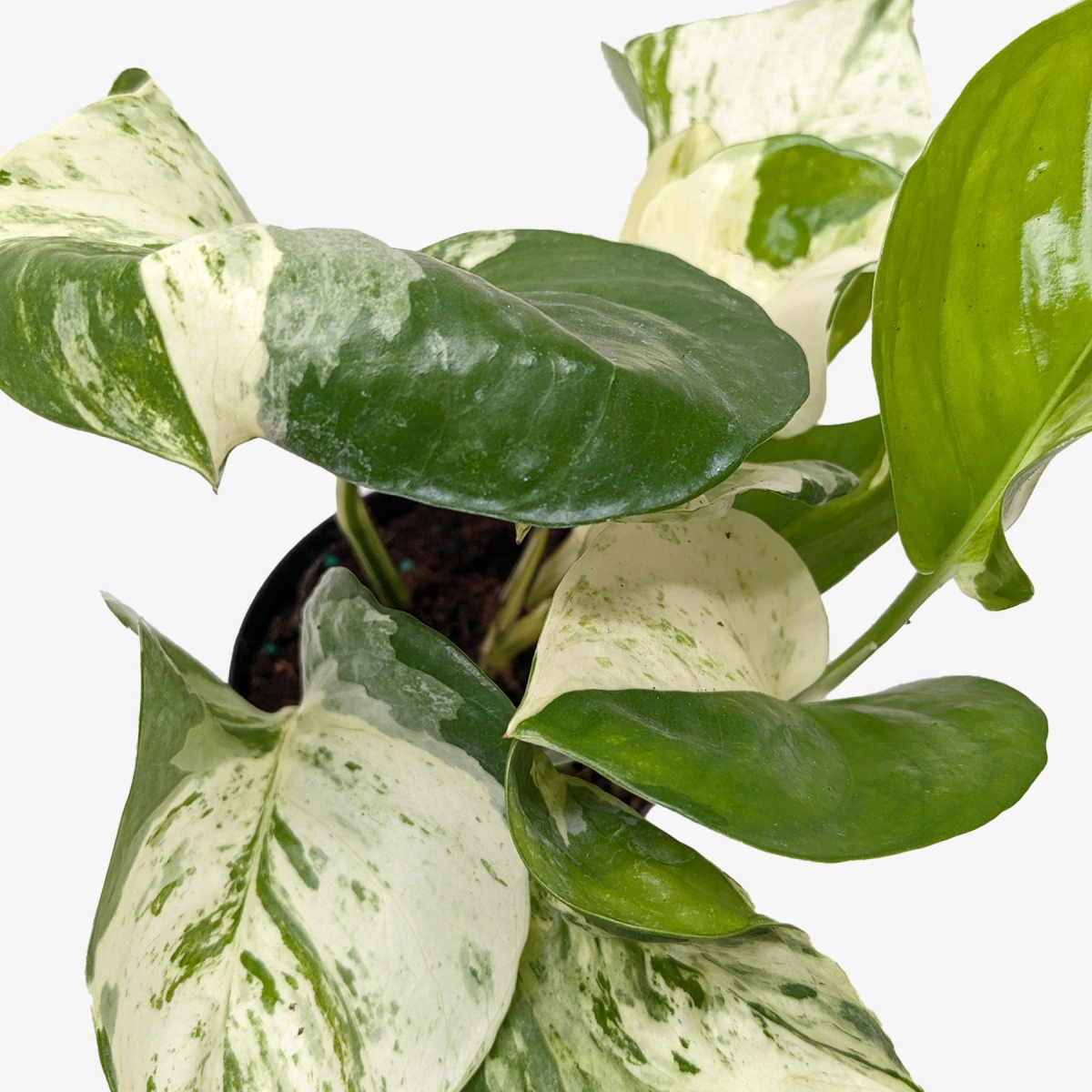 6-POTHOS-MANJULA Pothos Manjula Plant in 6 in. Nursery Pot