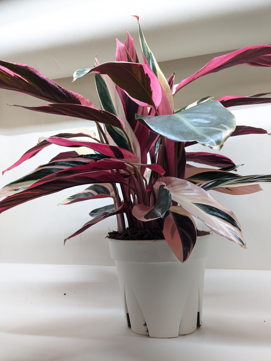 8-STROMANTHE-TRIOSTAR Stromanthe Triostar Live Plant in 8 in. Pot