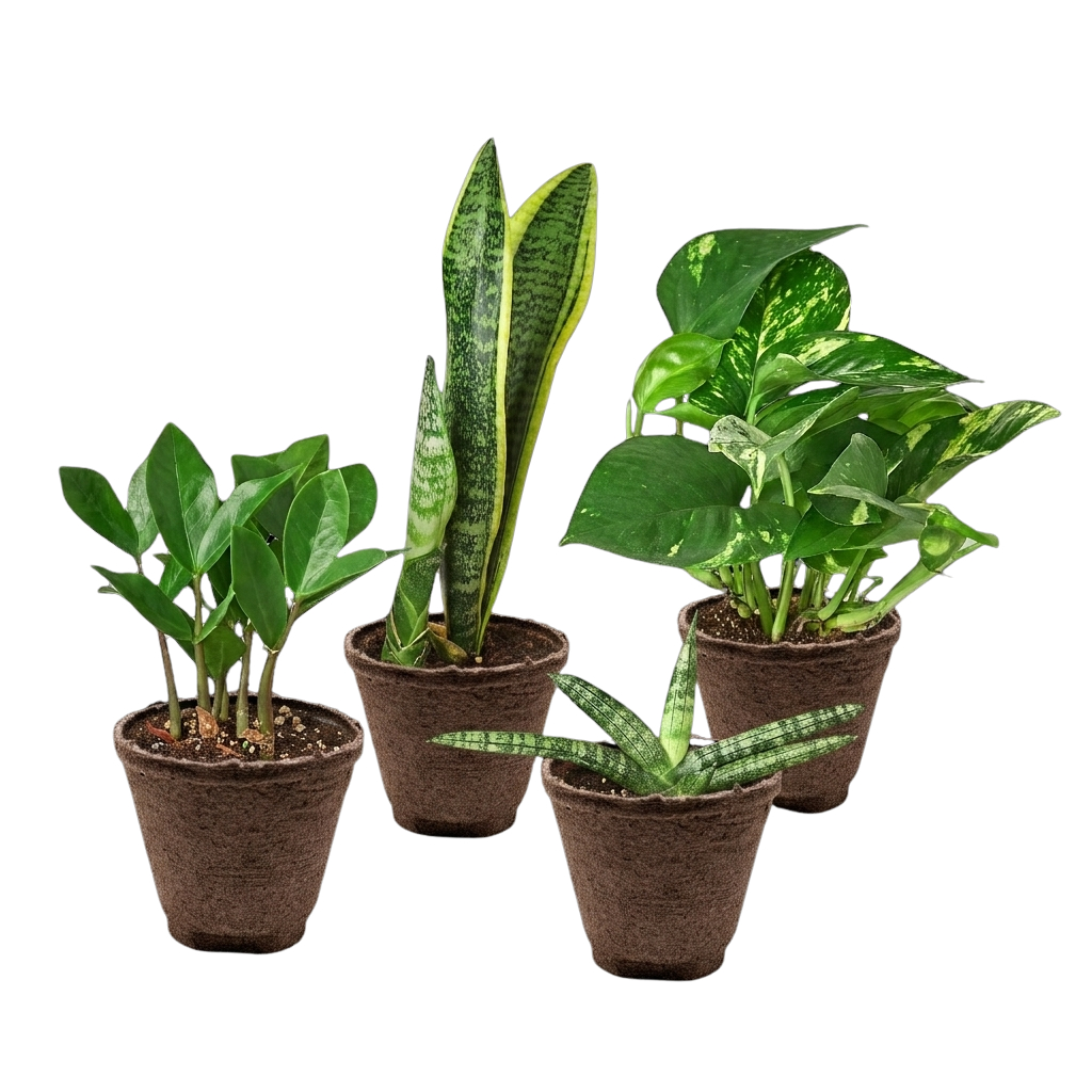 BUNDLE-EASY.CARE-4IN-COW Easy Care Plant Variety Bundle in 4 in. Cow Pot