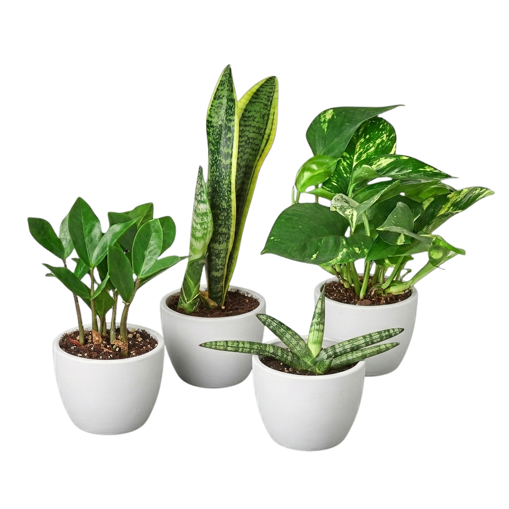 BUNDLE-EASY.CARE-4IN-TERRA Easy Care Plant Variety Bundle in 4 in. Terra Cotta Eco Pot