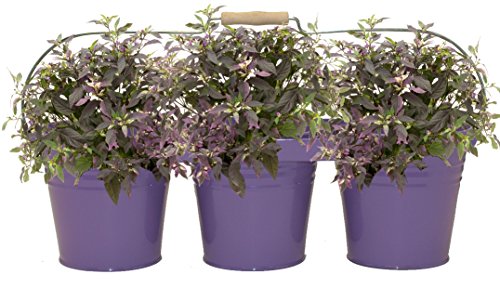 Enameled Galvanized Triple Planter with Wood Handle for 6.5 in. Pots, Violet