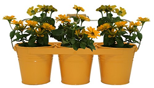 Enameled Galvanized Triple Planter, Saffron
