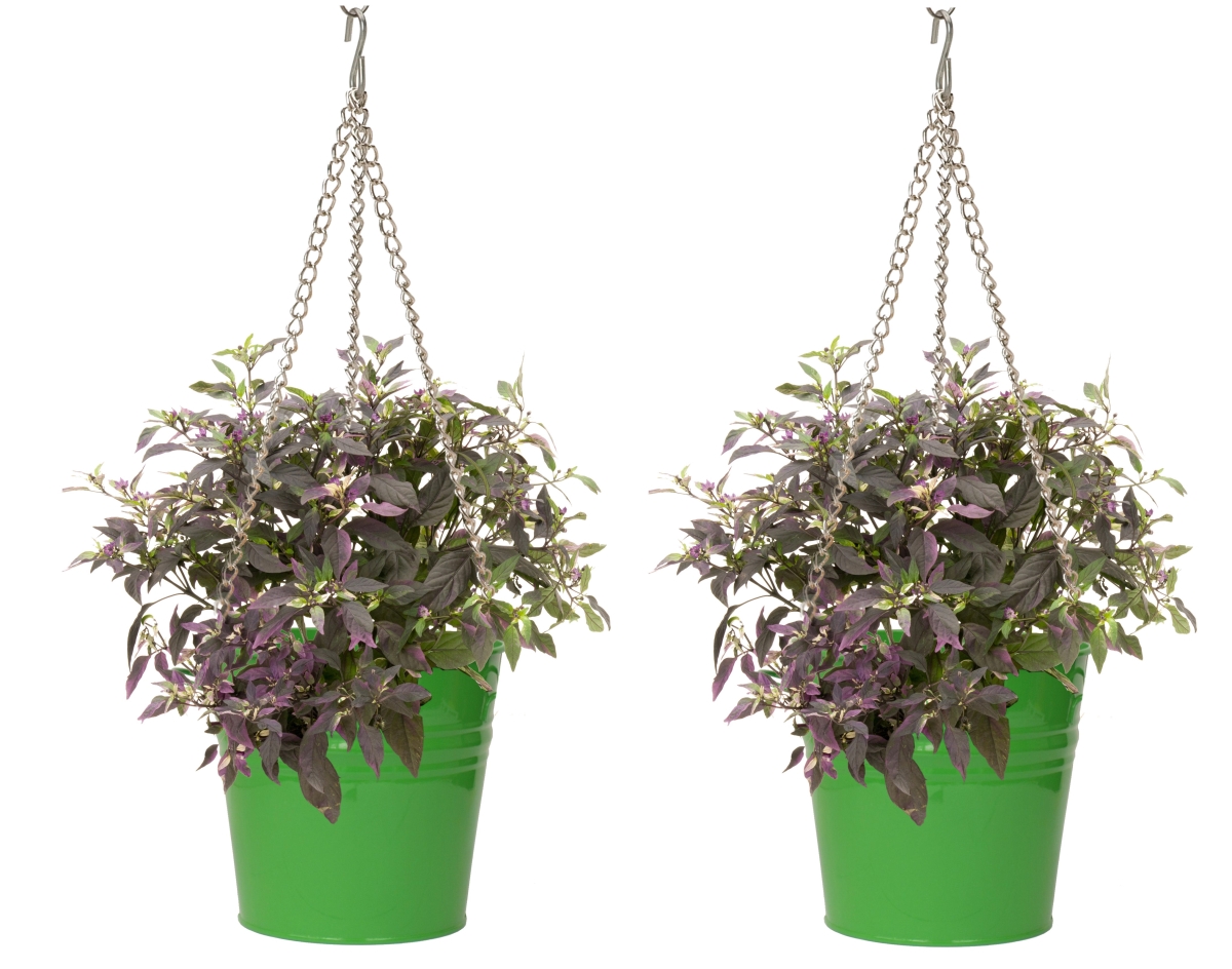 S/2 Enameled Galvanized Steel Hanging Planter