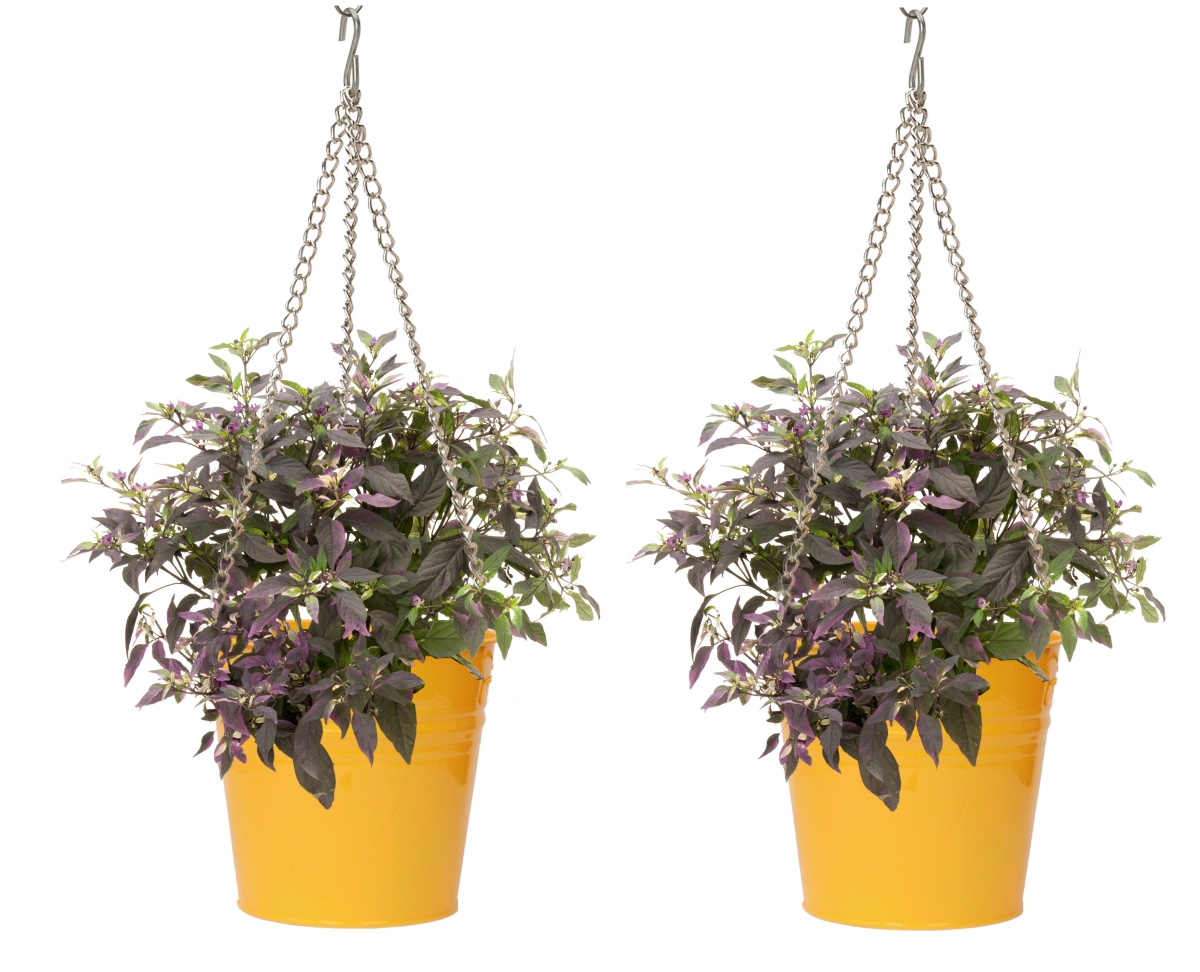 S/2 Enameled Galvanized Steel Hanging Planter