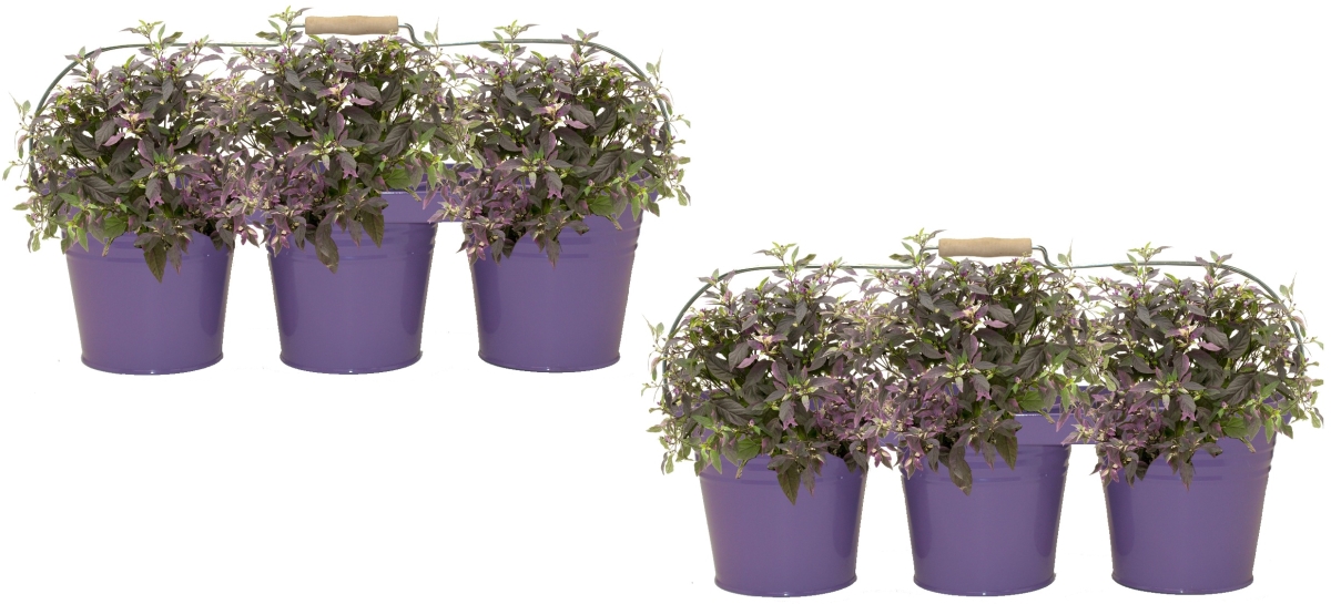 8333E V S/2 8333E V S/2 Enameled Galvanized Triple Planter with Wood Handle for 6.5 in. Pots, Violet Set of 2