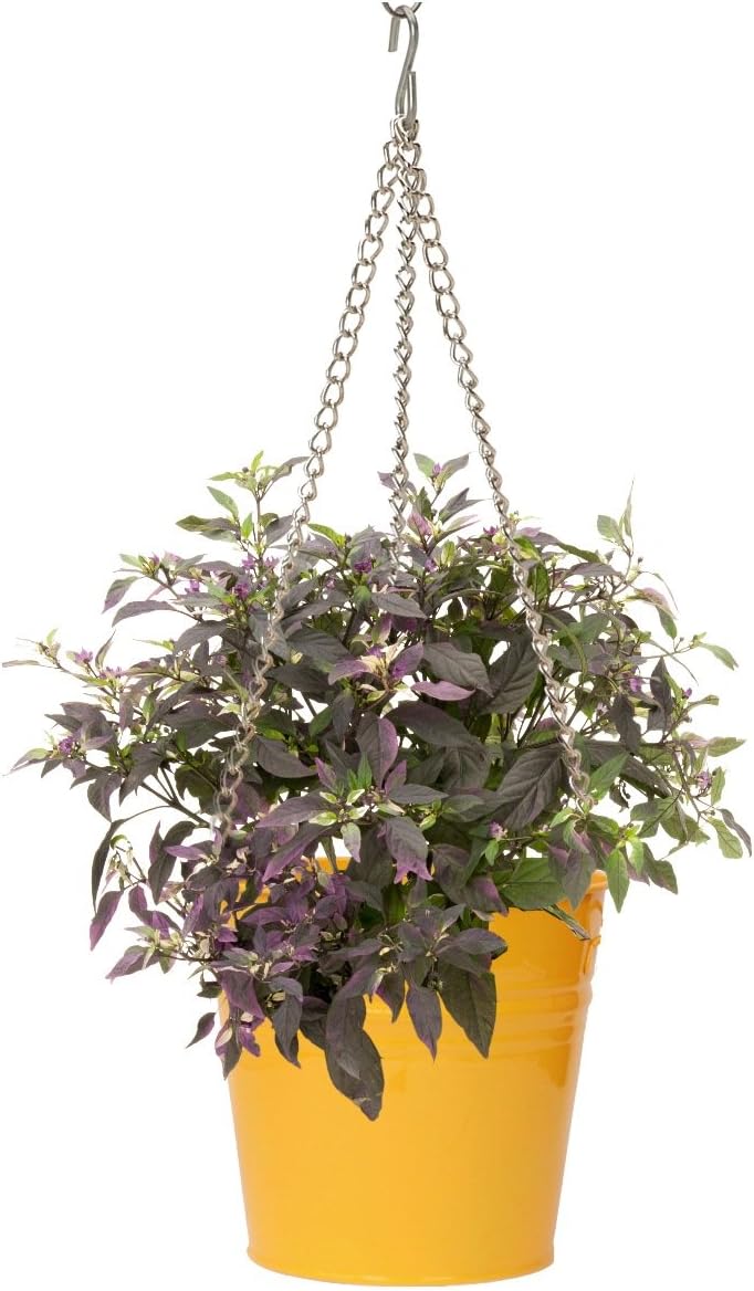 6151E SAFF S-2 9 x 9 in. Enameled Galvanized Steel Hanging Planter, Saffron Yellow - Set of 2