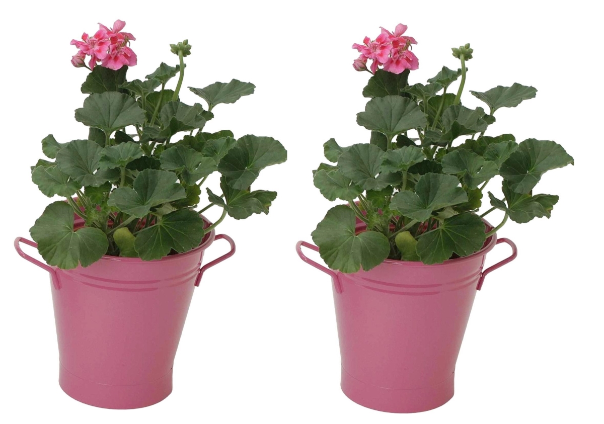 Galvanized Steel French Planter - Pink - 7in.D x 7in.H - Durable Design