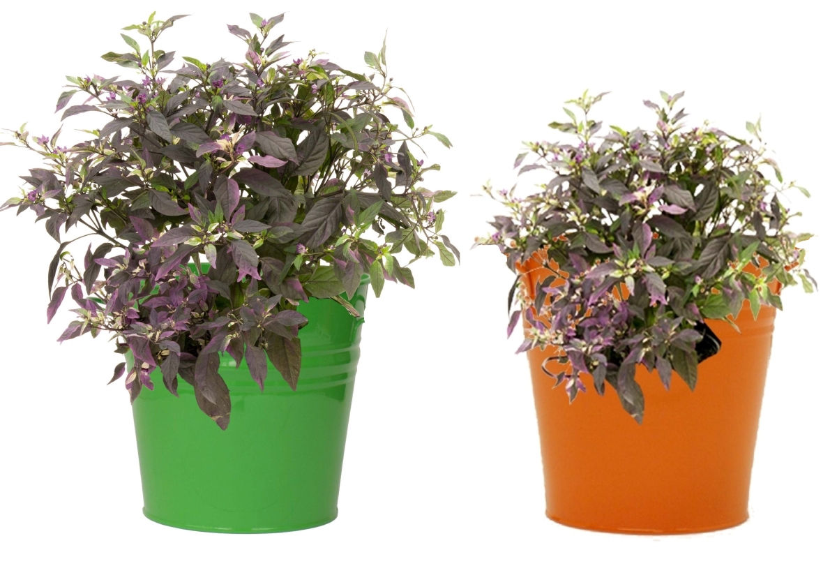 8136E SA-TA S/2 Enameled Galvanized Steel Planter for 6.5' Plants. Set of Two