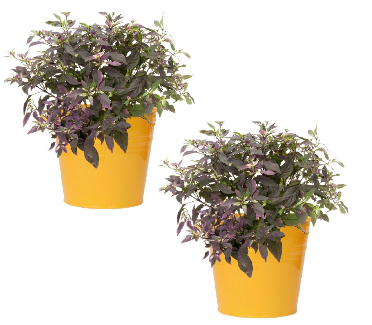 8136E.SAFF S/2 Enameled Galvanized Steel Planter for 6.5' Plants. Set of Two