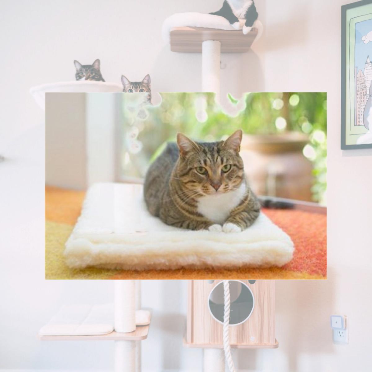 Picture of Purple Pebble CM2024  OS1 Cuddle Mat- Small