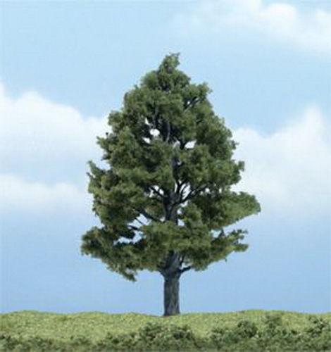 4.5 in. Sweetgum Prem Trees