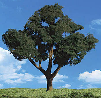 WOO3521 8-9 in. Cool Shade Trees
