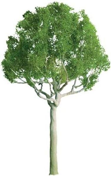 JTT94248 1 in. Z Scale Pro Model Round Head Tree - Pack of 6