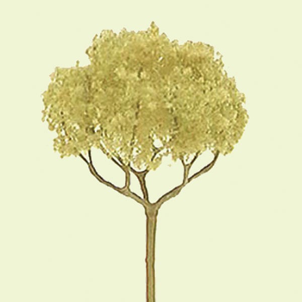 JTT94321 2 in. Basswood Roundhead Tree - Pack of 4